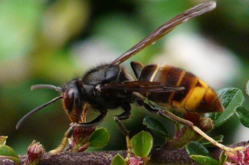 Aziatische hoornaar (Vespa velutina)