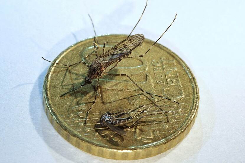 Aedes albopictus & Culiseta annulata 10 cent