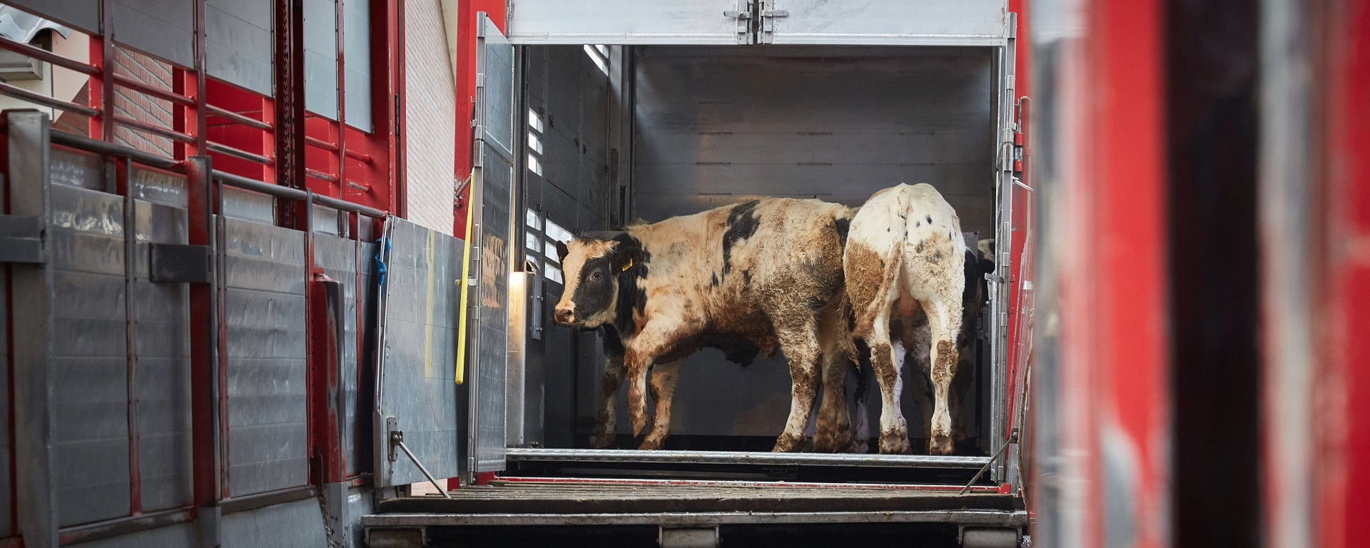 Inspectie koeientransport