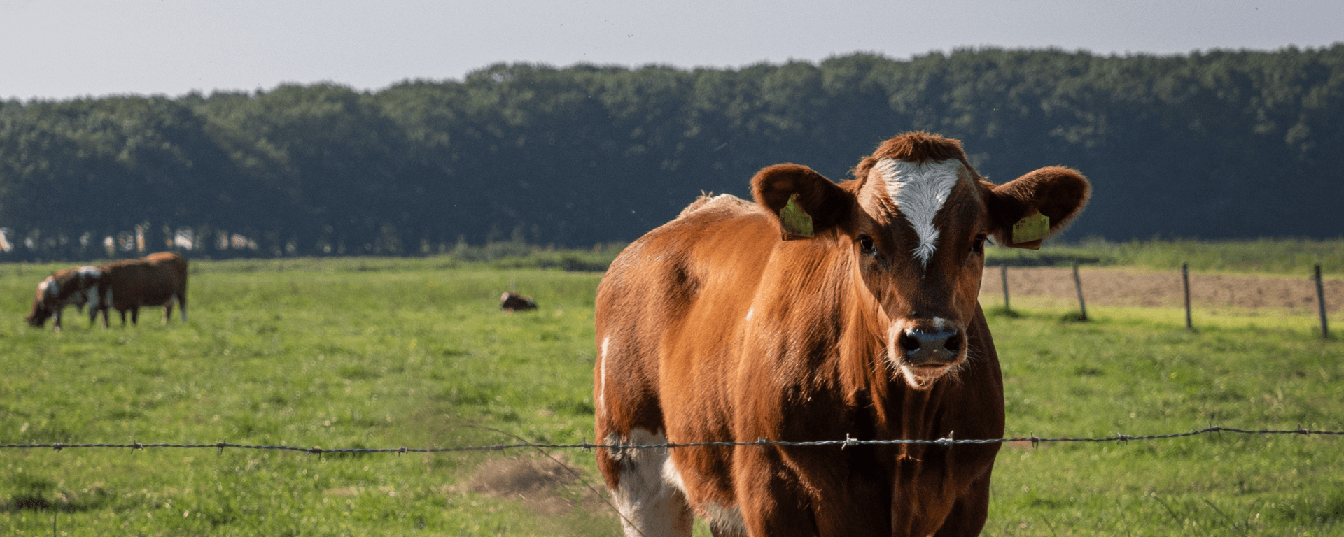 Koe in een wei