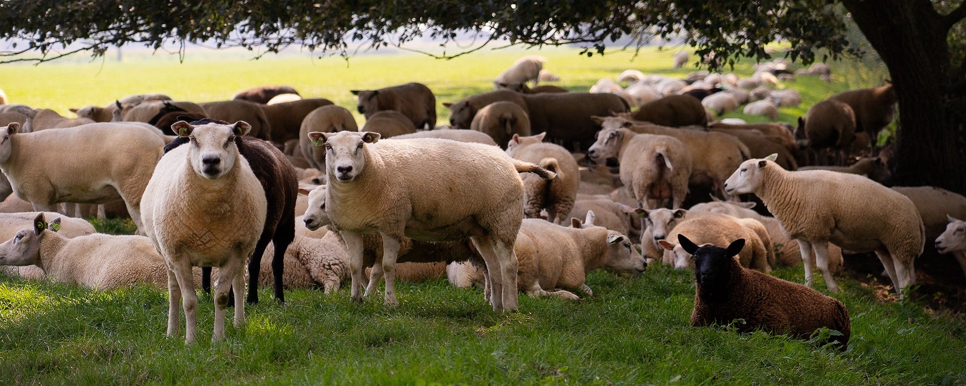 Kudde schapen in de schaduw
