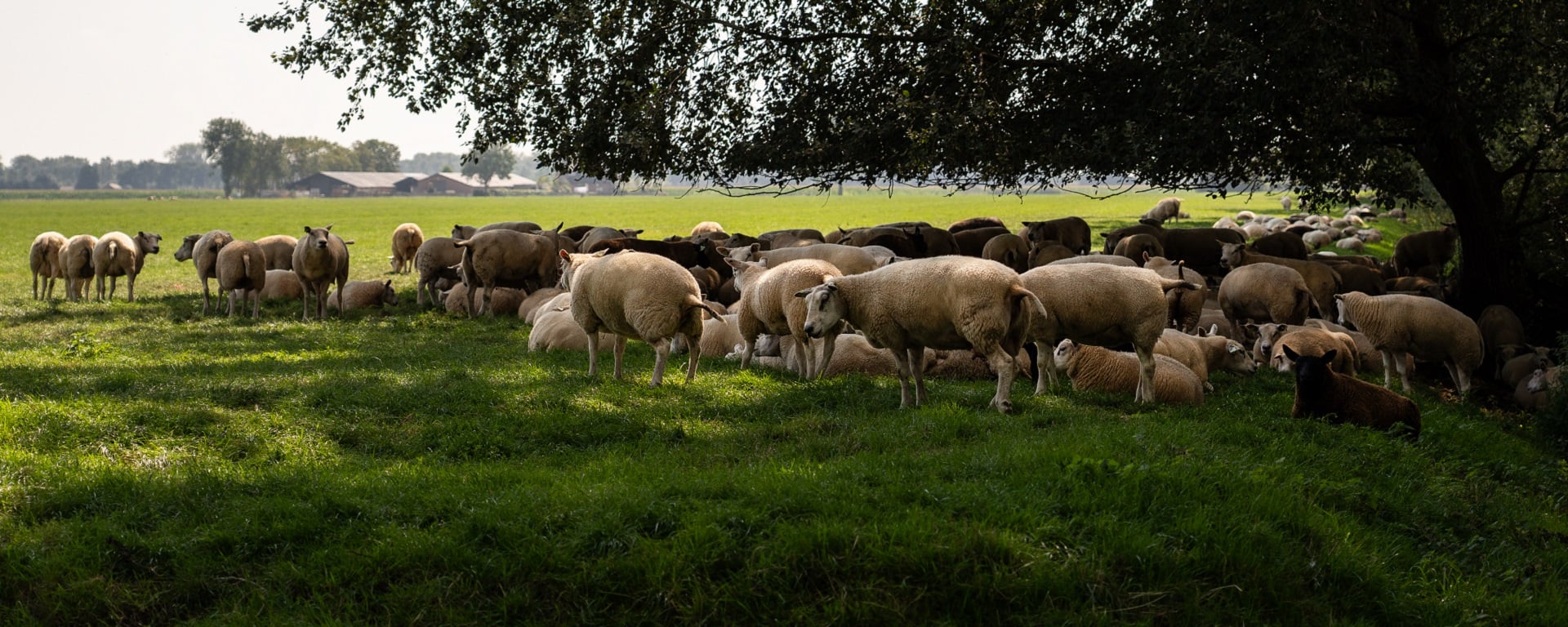 Groep schapen onder een boom