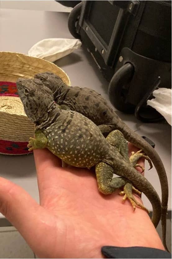 2 hagedissen op hand