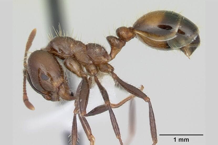 Zwarte vuurmier Solenopsis richteri