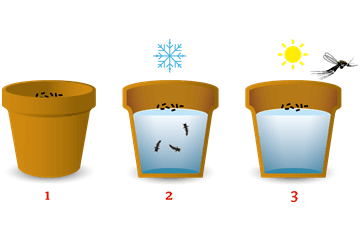 Bosmug legt eitjes in pot met water