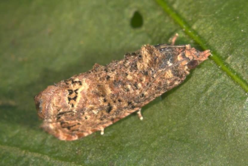 Adult Afrikaanse fruitmot