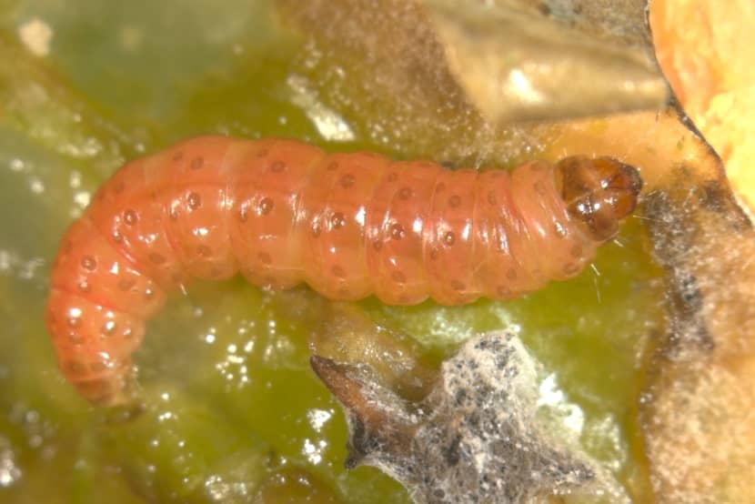 Rups Afrikaanse fruitmot in pepertje