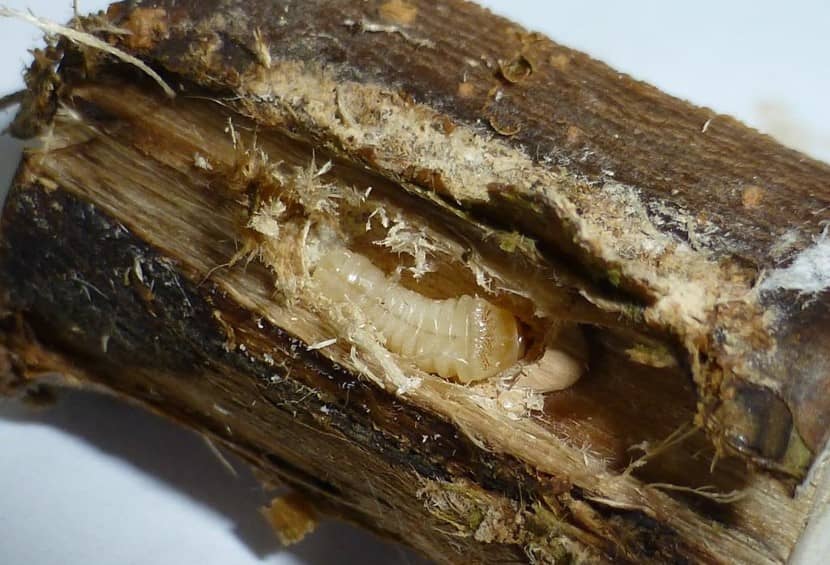 Larve van Apriona germari in Morus alba (moerbei)