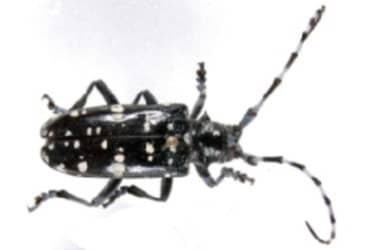 Bovenkant van Aziatische boktor