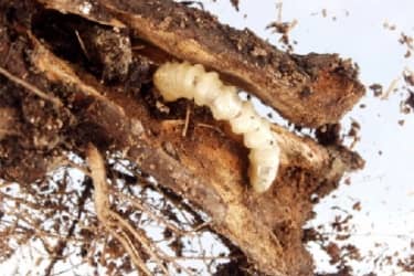 Larve van Oost-Aziatische boktor