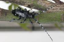 Oost-Aziatische boktor op een tak