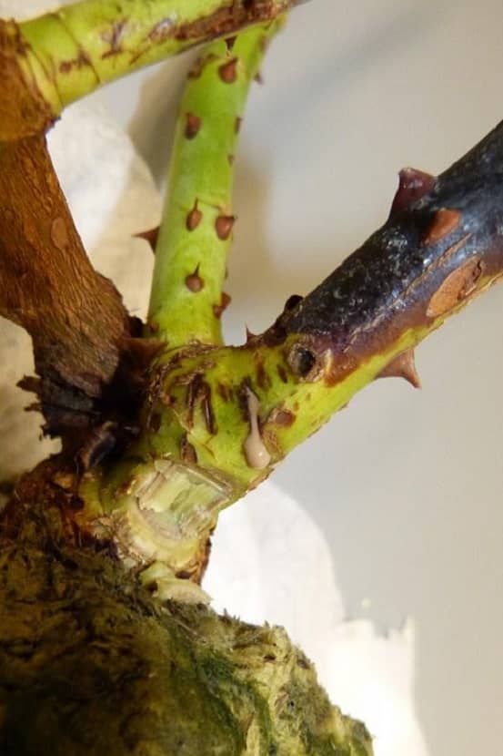 Aantasting van Ralstonia pseudosolanacearum op roos