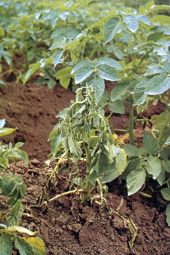 Verwelking van een aardappelplant door Ralstonia solanacearum