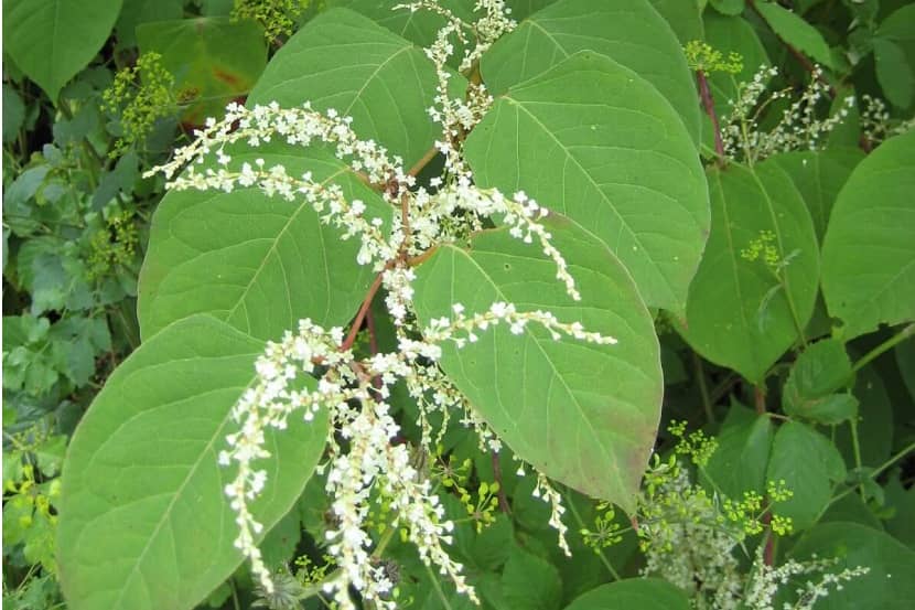 Bloeiende Japanse duizendknoop