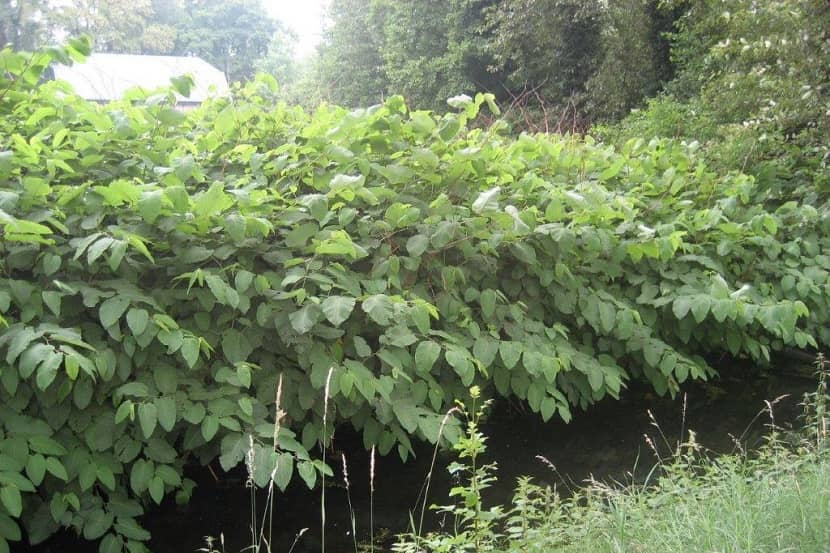 Sachalinse duizendknoop