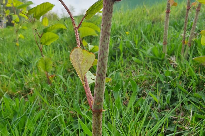 Stengel van de Japanse duizendknoop