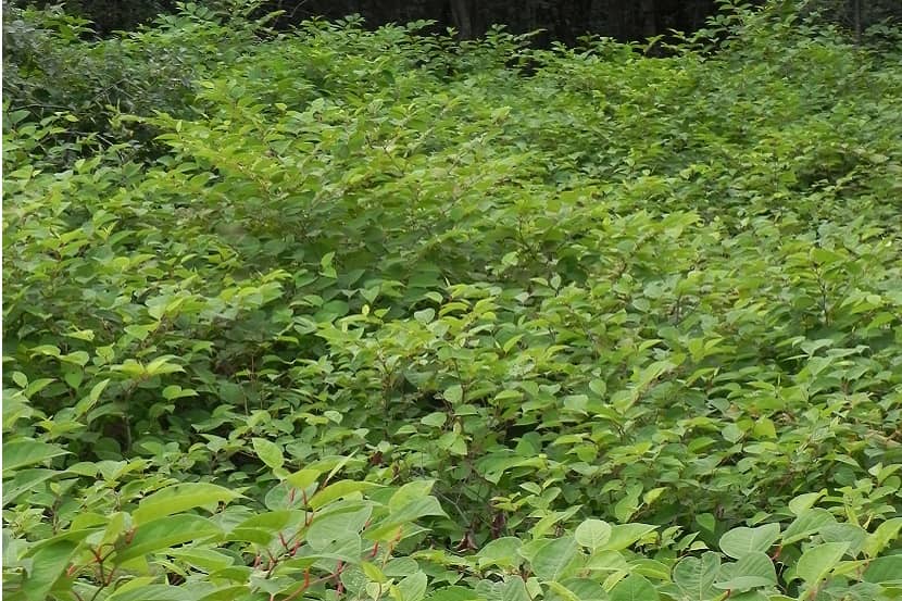 Zich uitbreidende Japanse Duizendknopen