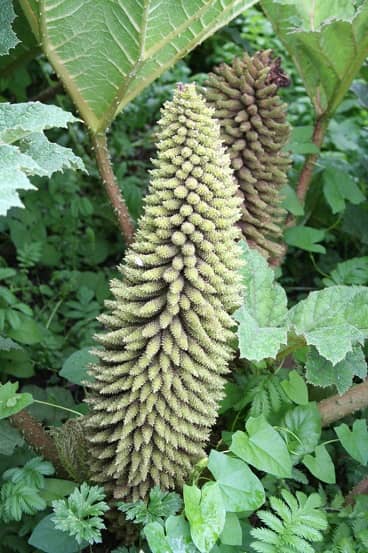 Gewone gunnera