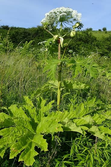 Sosnowsky's berenklauw