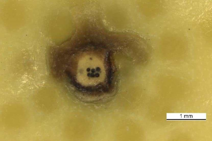 Aangetaste plek door Phyllosticta citricarpa op vrucht van Citrus reticulata met kenmerkende zwarte stipjes