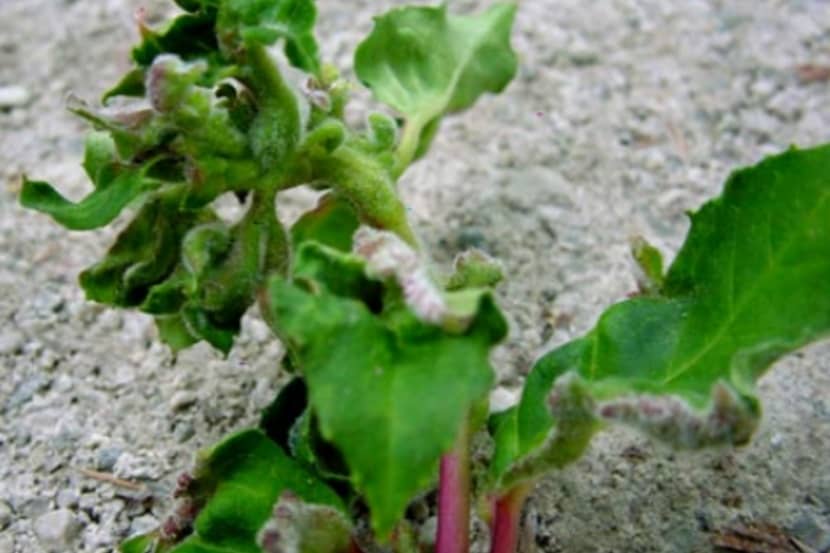 Aculops fuchsiae (fuchsiagalmijt)