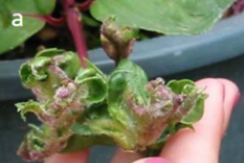 Aculops fuchsiae (fuchsiagalmijt)