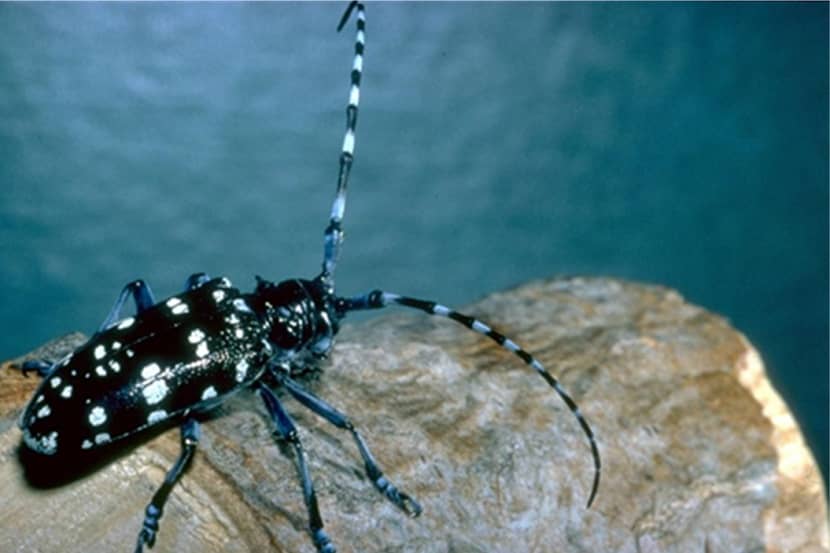 Kever van Anoplophora chinensis