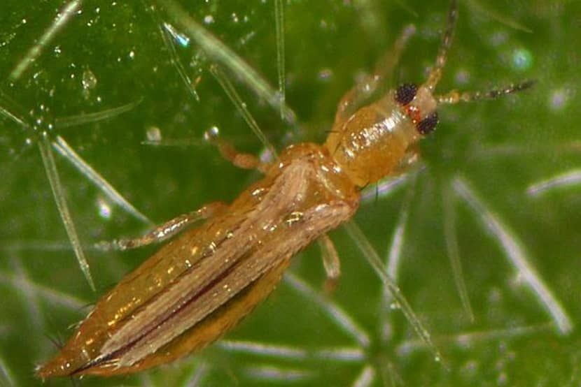 Adult van Thrips palmi