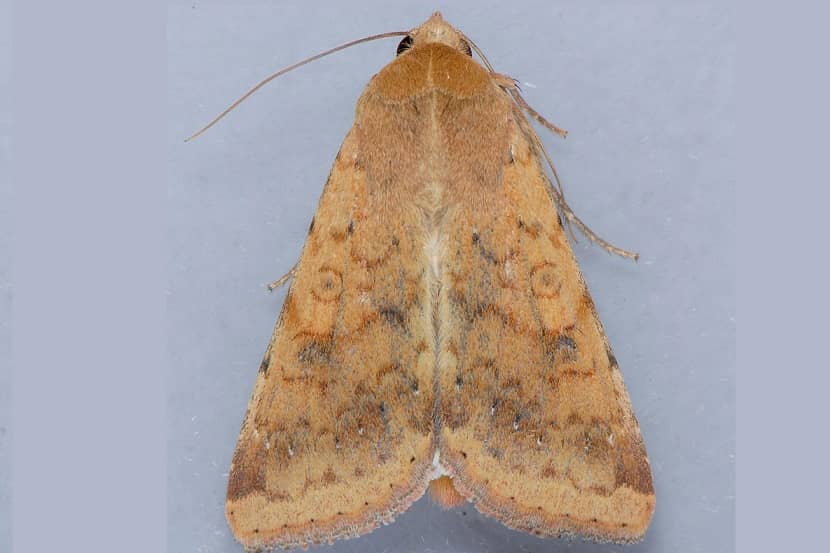 Adult van Helicoverpa zea