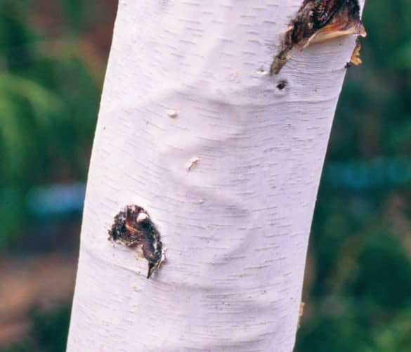 Zigzagvormige gang onder de bast door Agrilus anxius