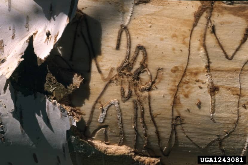 Gangen door Agrilus anxius