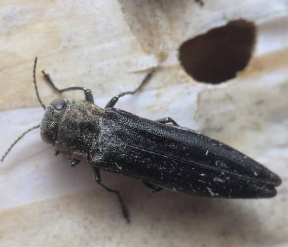 Kever Agrilus anxius met uitvlieggat