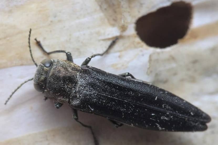 Kever Agrilus anxius met uitvlieggat