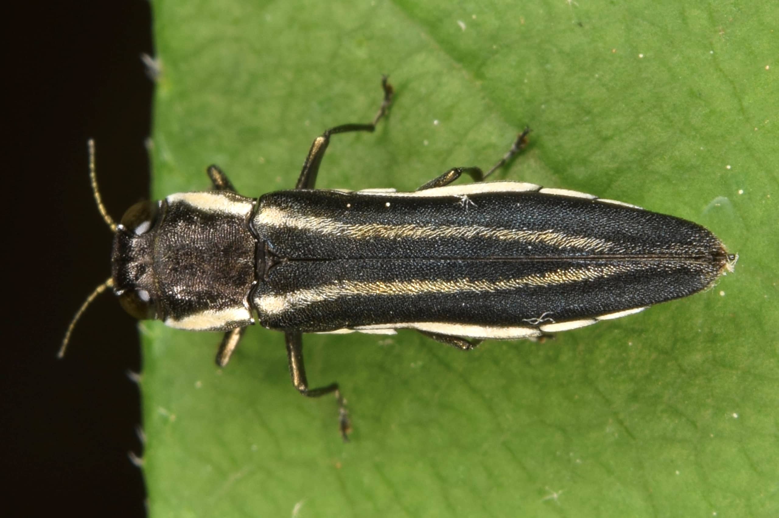 Kever Agrilus bilineatus
