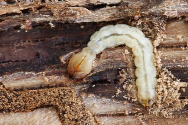 Larve van Agrilus bilineatus