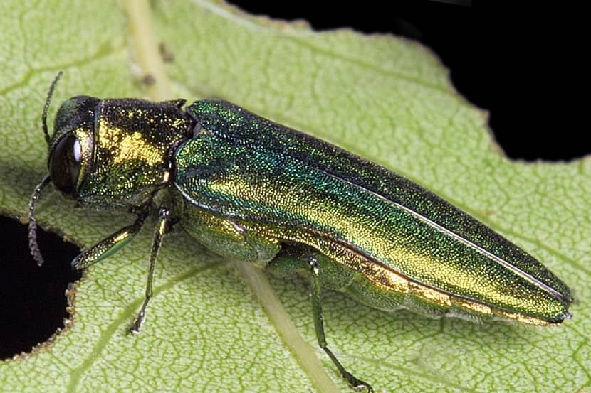 Volwassen Agrilus planipennis