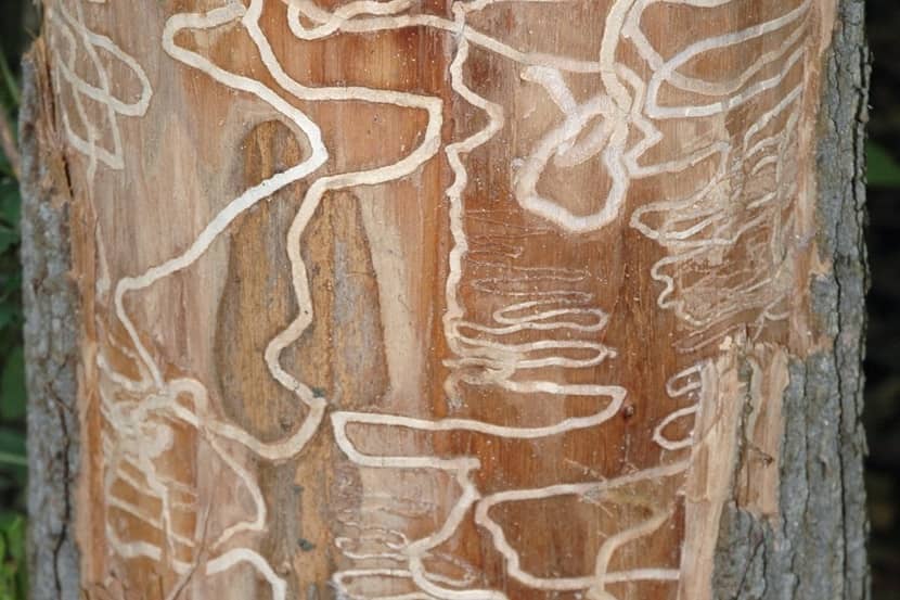 Boorgangen van Agrilus planipennis