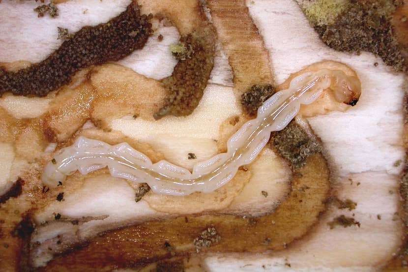 Agrilus planipennis larve