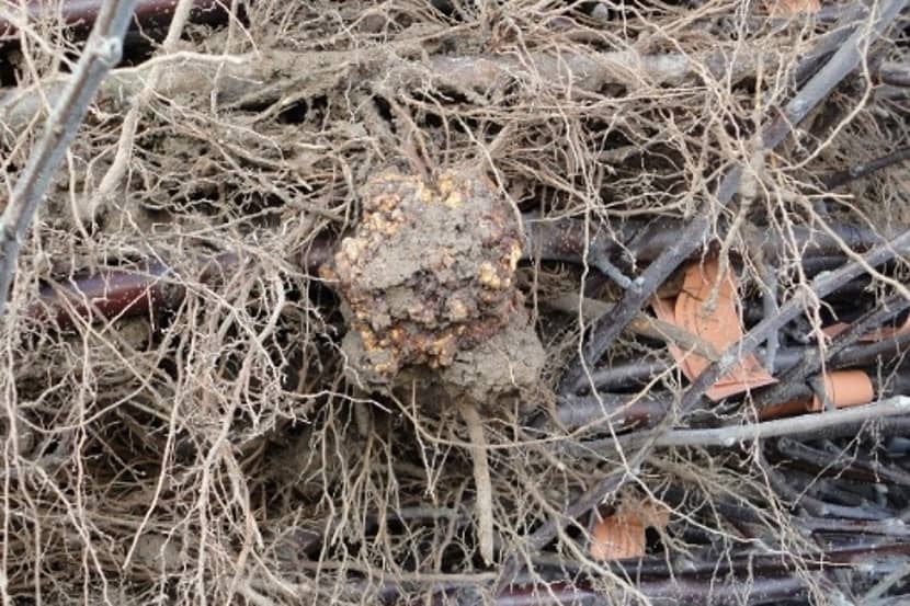 Agrobacterium tumefaciens (kroongalziekte)