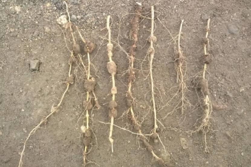 Agrobacterium tumefaciens (kroongalziekte)