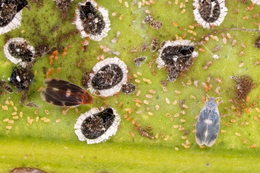 Adulten en poppen van Aleurocanthus