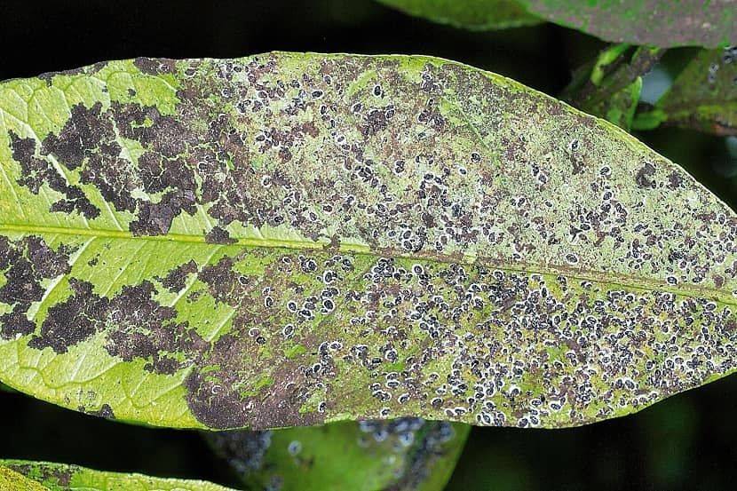 Aleurocanthus spiniferus poppen