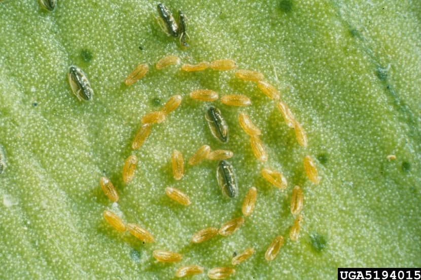 Eitjes en nimfen van Aleurocanthus woglumi