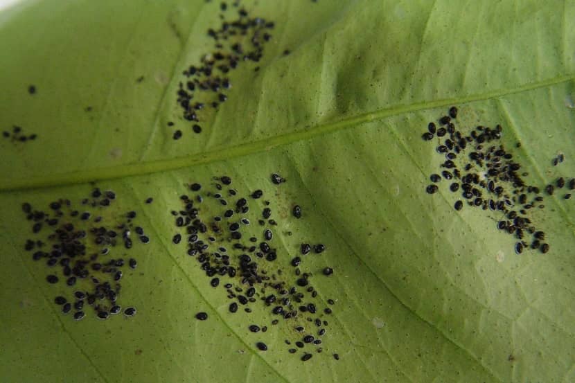 Aleurocanthus woglumi nimfen