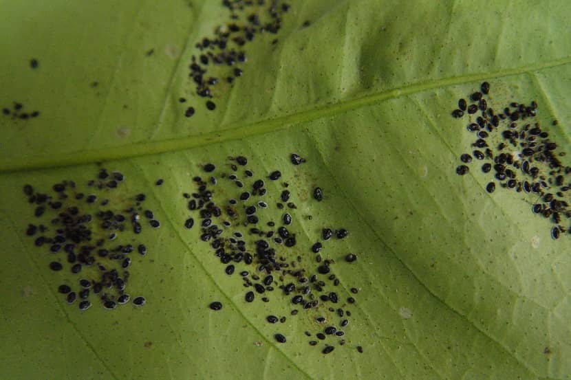 Diverse stadia nimfen van Aleurocanthus woglumi op onderzijde citrusblad