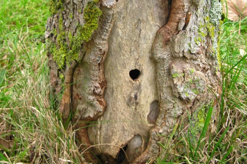 Uitvlieggat van Anoplophora glabripennis onderaan de stam