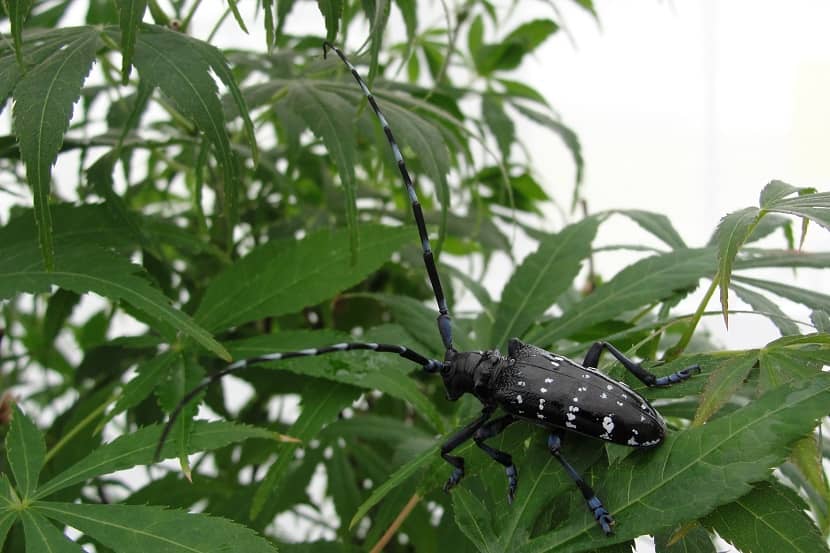 Adult kever van Anoplophora glabripennis