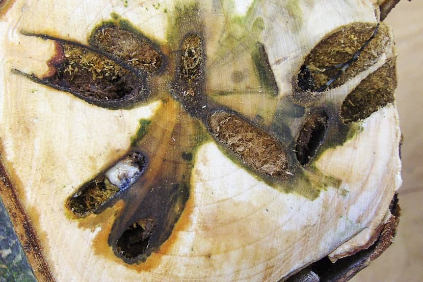 Ovale boorgangen met boormeel en restant van larve van Anoplophora glabripennis in de stam