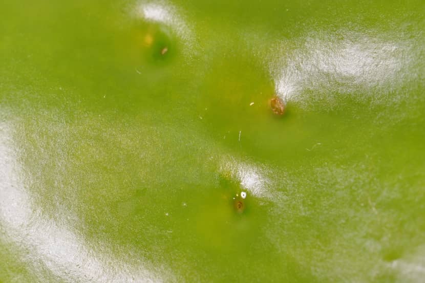 Putjes in een vrucht veroorzaakt door Anthonomus eugenii
