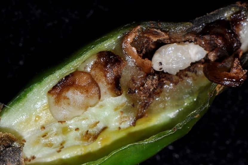 Pop van Anthonomus eugenii in een pepertje
